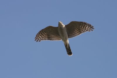 Sparvhök (Accipiter nisus) Eurasian Sparrowhawk