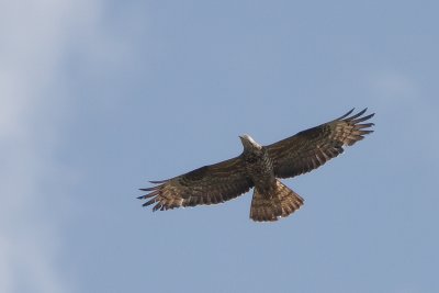 Bivråk (Pernis apivorus) European Honey Buzzard