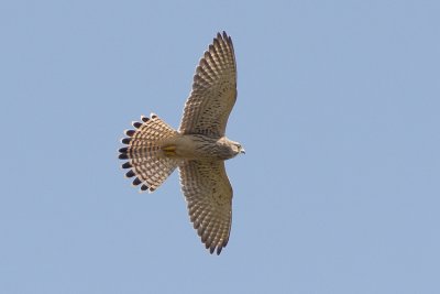 Tornfalk (Falco tinnunculus) Common Kestrel