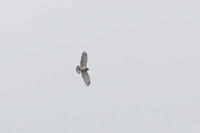 Ormörn (Circaetus gallicus) Short-toed Eagle