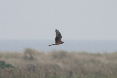 Stäpphök (Circus macrourus) Pallid Harrier