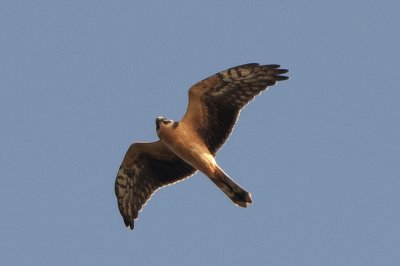 Stäpphök (Circus macrourus) Pallid Harrier