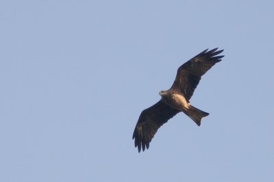 Brun glada (Milvus migrans) Black Kite