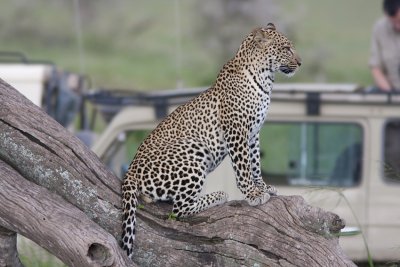 Leopard (Panthera pardus) Leopard
