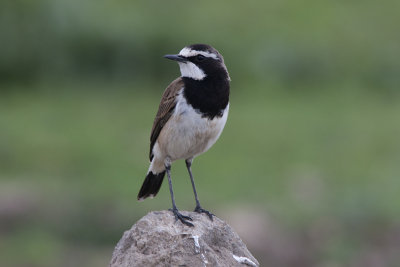 Capped Wheatear (Oenanthe pileata)