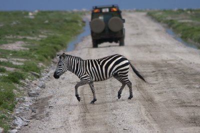 Plains Zebra (Equus burchellii)