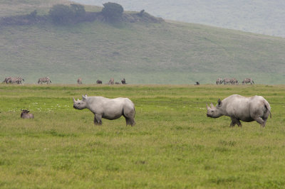 Svart noshrning (Diceros bicornis) Black Rhinoceros