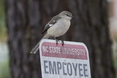 Northern Mockingbird (Mimus polyglottos)