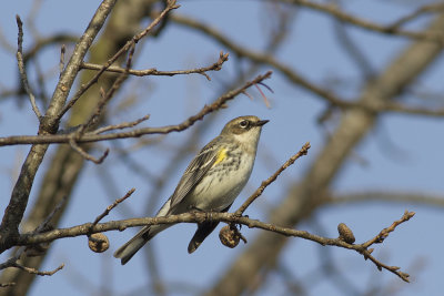 Yellow-rumped warbler (Setophaga coronata)