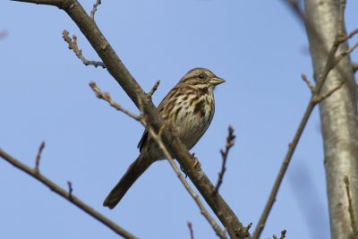 Song Sparrow (Melospiza melodia)