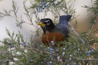 American Robin (Turdus migratorius)