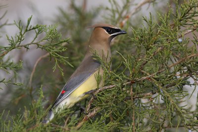 Cedar Waxwing (Bombycilla cedrorum)