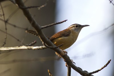 Carolina Wren (Thryothorus ludovicianus)