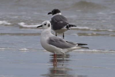 Bonaparte's Gull (Chroicocephalus philadelphia)