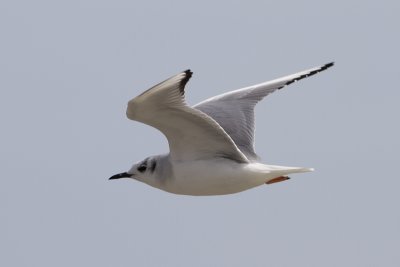 Bonaparte's Gull (Chroicocephalus philadelphia)