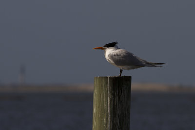 Royal Tern (Thalasseus maximus)