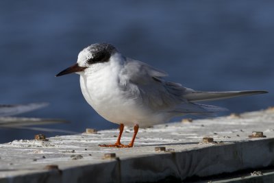 Forster's Tern (Sterna forsteri)