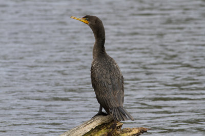 Double-crested Cormorant (Phalacrocorax auritus)