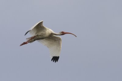 American White Ibis (Eudocimus albus)