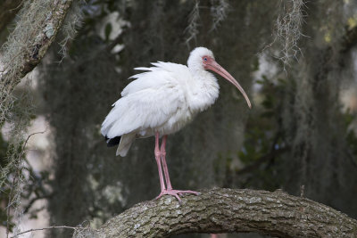 American White Ibis (Eudocimus albus)