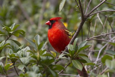 Northern Cardinal (Cardinalis cardinalis)