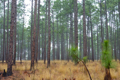 Tree savanna - Longleaf Pine (Pinus palustris) forest