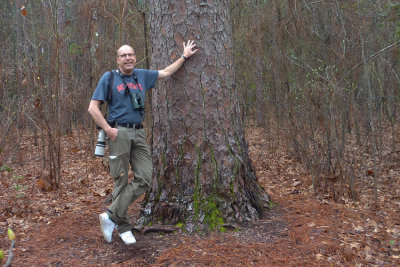Homo sapiens (50+) & Pinus palustris (400+)