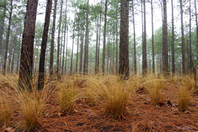 Wiregrass (Sporobolus indicus)