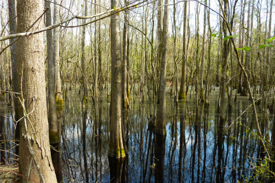 Bald Cypress (Taxodium distichum)