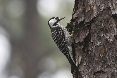 Red-cockaded Woodpecker (Picoides borealis)