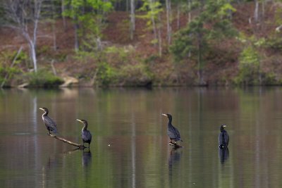 Double-crested Cormorant (Phalacrocorax auritus)