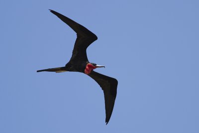 Magnificent Frigatebird (Fregata magnificens)
