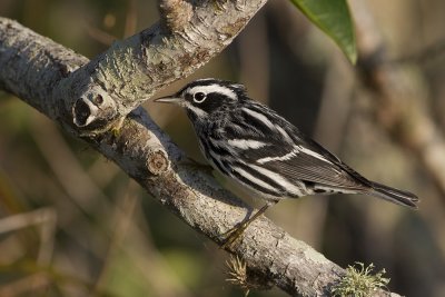 Black-and-white Warbler (Mniotilta varia)