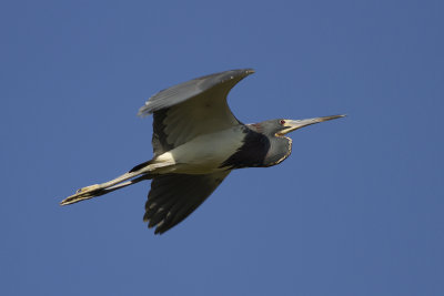 Tricolored Heron (Egretta tricolor)