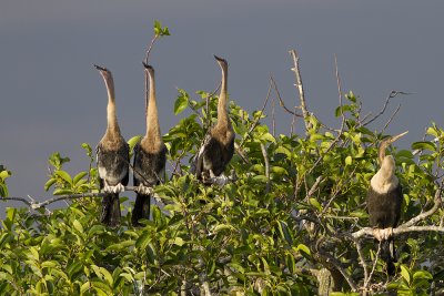 Anhinga (Anhinga anhinga)