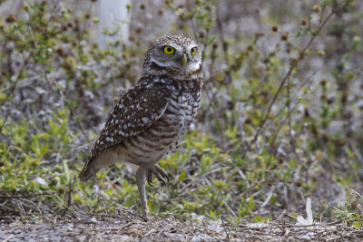 Burrowing Owl (Athene cunicularia)