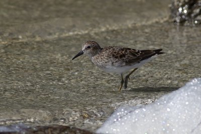Least Sandpiper (Calidris minutilla)