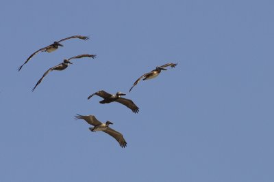 Brown Pelican (Pelecanus occidentalis)