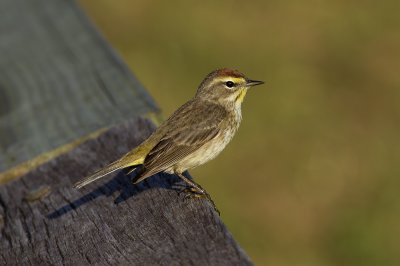 Palm Warbler (Setophaga palmarum)