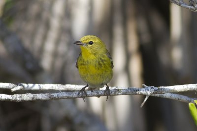 Pine Warbler (Setophaga pinus)