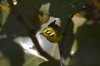  Prairie Warbler (Setophaga discolor)
