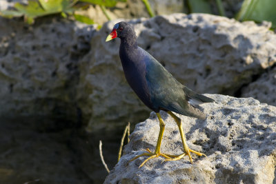 American Purple Gallinule (Porphyrio martinica)