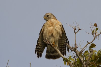 Red-shouldered Hawk (Buteo lineatus) 
