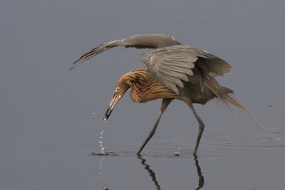 Reddish Egret (Egretta rufescens)