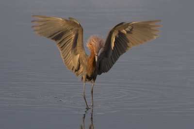 Reddish Egret (Egretta rufescens)