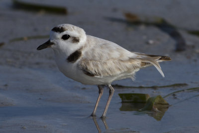 Snowy Plover (Charadrius alexandrinus nivosus)