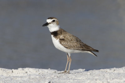 Wilson's Plover (Charadrius wilsonia)