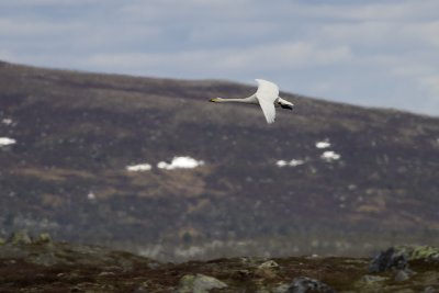 Sngsvan (Cygnus cygnus) Whooper Swan