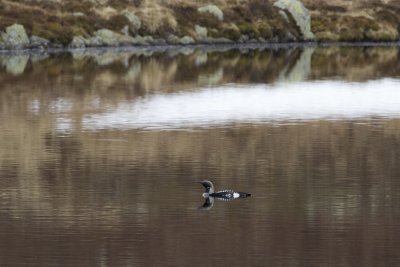 Storlom (Gavia arctica) Black-throated Loon 