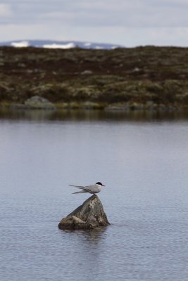 Silvertärna (Sterna paradisaea) Arctic tern